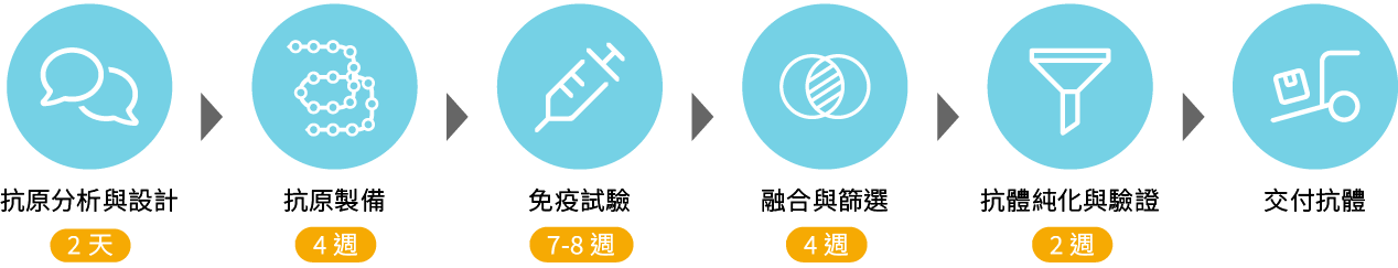 鼠單株抗體至被流程:抗原分析與設計→抗原製備→免疫試驗→融合與篩選→抗體純化與驗證→交付抗體 鼠單株抗體至被流程:抗原分析與設計、抗原製備、免疫試驗、融合與篩選、抗體純化與驗證、交付抗體